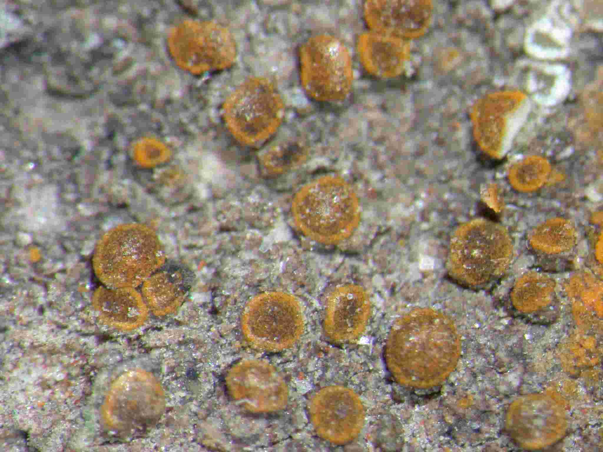[Caloplaca holocarpa]